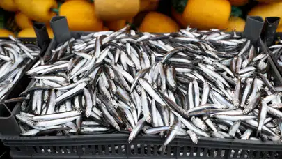 Trakya'da hamsi bolluğu yaşanıyor