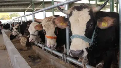 Muğla'da şap hastalığı nedeniyle 11 mahalle karantinaya alındı