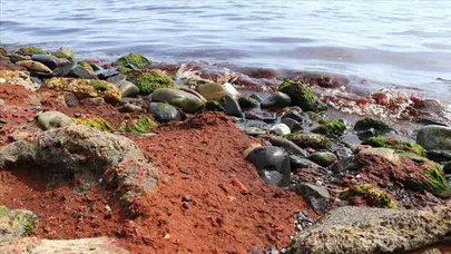 Tekirdağ'da sahil hattı kırmızı yosunla kaplandı