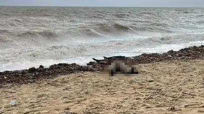 Balıkesir'de Sarımsaklı sahilinde kıyıya vurmuş bir kadın cesedi bulundu