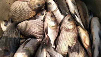 Ramazan ayında sazan balığı talebi neden arttı ve fiyatları ne durumda?