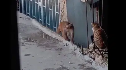 Fikirtepe'de kaçan yasaklı maymun yakalandı