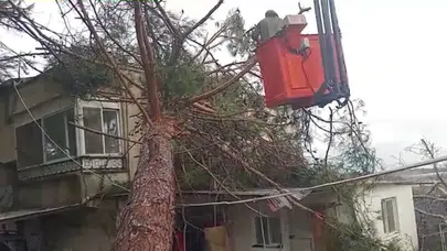 Mersin'de fırtına : Ağaç, müstakil evin üzerine yıkıldı