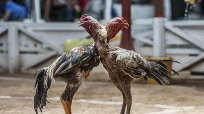 Samsun'da horoz dövüştüren 91 kişiye 1 milyon 55 bin lira para cezası