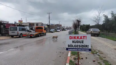 Hatay'da kuduz nedeniyle 4 mahalle karantina altına alındı