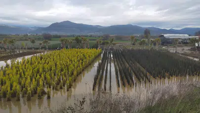 İzmir'de sağanak yağış nedeniyle tarım arazileri ve evler sular altında kaldı