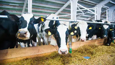 Şap aşısı zorunlu oldu : Aşısız hayvana sevk yok , 132 bin TL ceza var