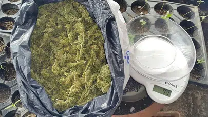 Samsun'da uyuşturucu operasyonu : 12 kilo bonzai ele geçirildi