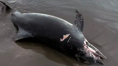 Adana'da kıyıya yunus vurdu