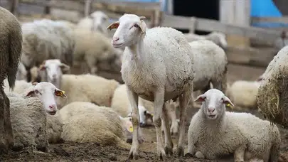 Şanlıurfa'da pes dedirten hırsızlık : 19 koyun sessizce götürüldü