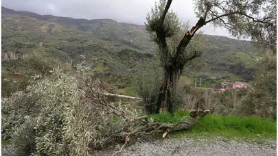 Aydın'da fırtına etkisi : Çatılar uçtu, zeytin ağaçlarının dalları kırıldı