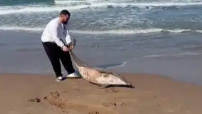 Şile Sofular Sahili’nde ölü yunus kıyıya vurdu