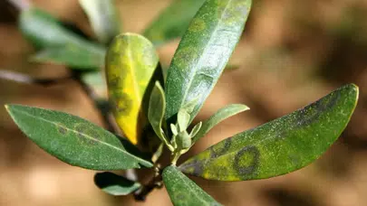 Aydın'da zeytinde halkalı leke hastalığı ile mücadele çağrısı