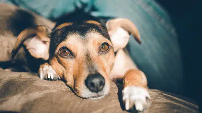 Güney Kore'de her 10 evin 3'ünde evcil hayvan bulunuyor