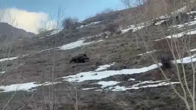 Erzurum'da yavru yaban domuzu sürüsünü kaybetti