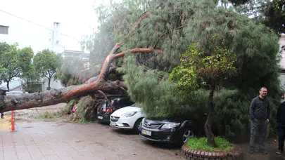 Aydın'da çam ağacı devrildi : 4 araç maddi hasara uğradı
