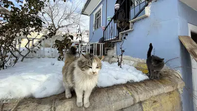 Erzincan'da soğuktan kaçan yavru kedi bagaja sığındı