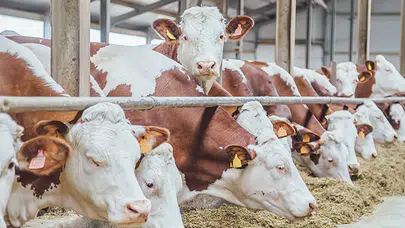 GKRY'de büyükbaş hayvanlarda görülen şap hastalığı yayılıyor