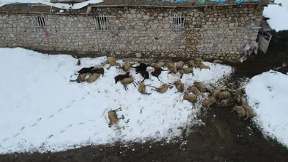 Erzincan’da yemden zehirlenme şüphesi : 80 koyun telef oldu