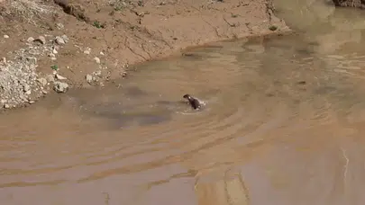 Erzurum'da nesli tehdit altında olan su samuru görüldü