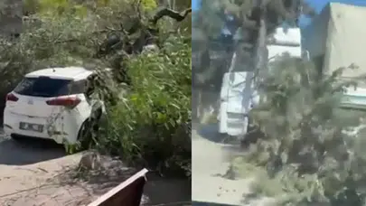 Adana'da rüzgar etkisi : Ağaçlar devrildi