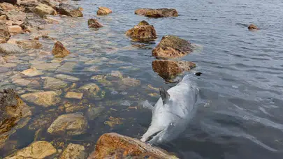 Kınalıada Sahili'nde yunus balığı kıyıya vurdu
