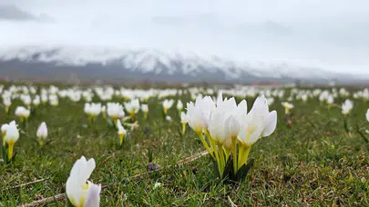 Bitlis'te kardelenler açtı : Eşsiz görüntüler oluştu