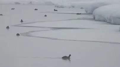 Kaz Gölü’nden kartpostallık manzaralar : Çaldıran'da kuş cenneti