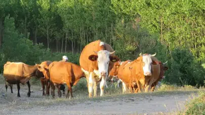 2026 Kurbanlık Fiyatları Ne Kadar Olacak? Büyükbaş ve Küçükbaş Kilo Fiyatları Hakkında Bilgiler