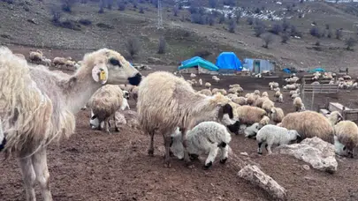 Erzincan'da yeni doğan kuzular telef oldu, vatandaşlar endişeli