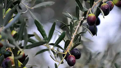 Aydın'da zeytin ağaçlarına çirkin saldırı