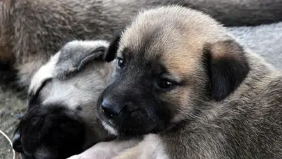 Antalya'da yarığa düşen anne köpek ve 6 yavrusu kurtarıldı