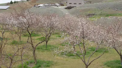 Malatya'da zirai don : Kayısı üreticileri önlem alıyor