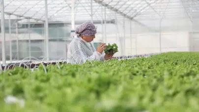 Samsun Bafra Sera OTB 4 milyar liralık üretim üssü oldu