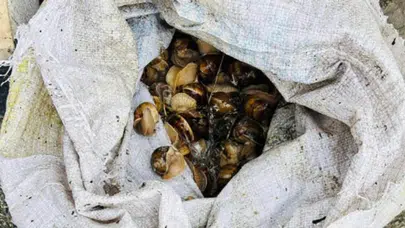 Bolu'da kaçakçılık operasyonu : 16 kilogram salyangoz yakalandı