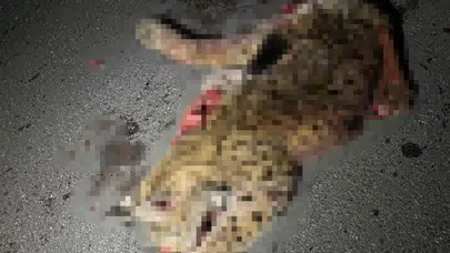 Burdur'da otomobilin çarptığı koruma altındaki vaşak telef oldu