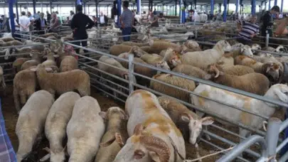 Balıkesir'de şap hastalığı : İl genelinde hayvan pazarları kapatıldı