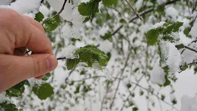 Tarım ve Orman Bakanlığı'ndan üreticilere zirai don uyarısı