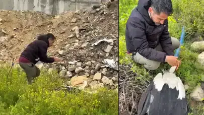 Hatay'da göç yolundaki leylek tüfekle vuruldu