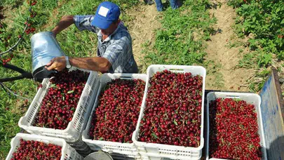 Afyonkarahisar’da jeotermal serada kiraz hasadı başladı