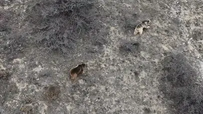 Erzincan'da ayılar kış uykusundan uyandı