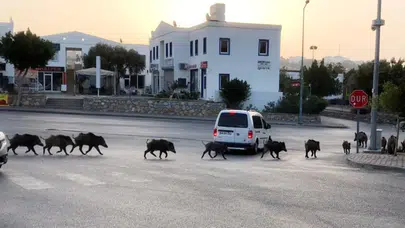 İstanbul'da şok eden görüntüler : Aç domuzlar hastane bahçesine kadar indi