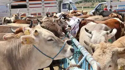 Bursa'da Kurbanlık Alacaklar İçin Pazar Ne Zaman Açılacak?