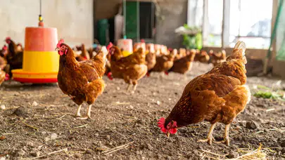 Yumurta üretimi %17,6 arttı