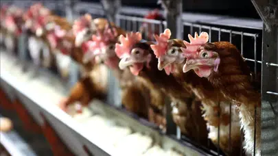 Tavuk yumurtası üretimi yüzde 17,6 arttı