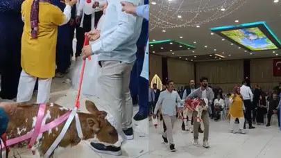 Osmaniye'de evlenen çifte takı yerine buzağı hediye edildi