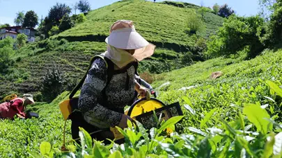Karadeniz'de 2026 yılı yaş çay toplama ücretleri ve günlük işçi yevmiyeleri açıklandı