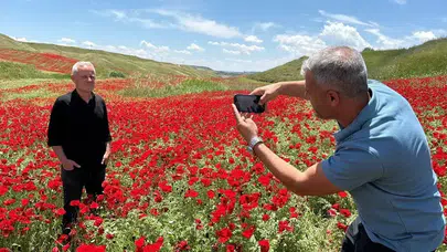 Görenler fotoğrafını çekmeden gitmiyor : Nohut tarlası kıpkırmızı oldu!