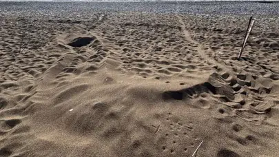 Muğla İztuzu Sahili'nde caretta yuvaları 21'e yükseldi