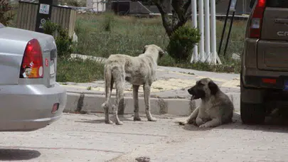 Hatay'da 7 yaşındaki çocuğa sokak köpekleri saldırdı